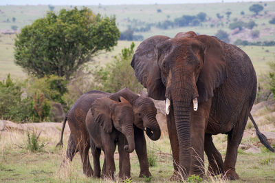 Elephant in a farm