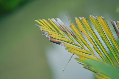 Close-up of yellow flowering plant