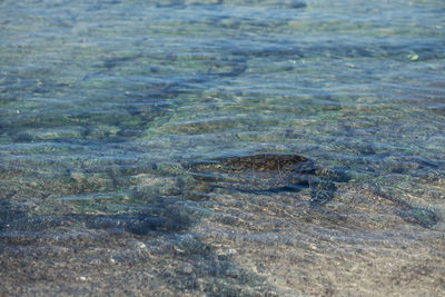 High angle view of crocodile swimming in sea
