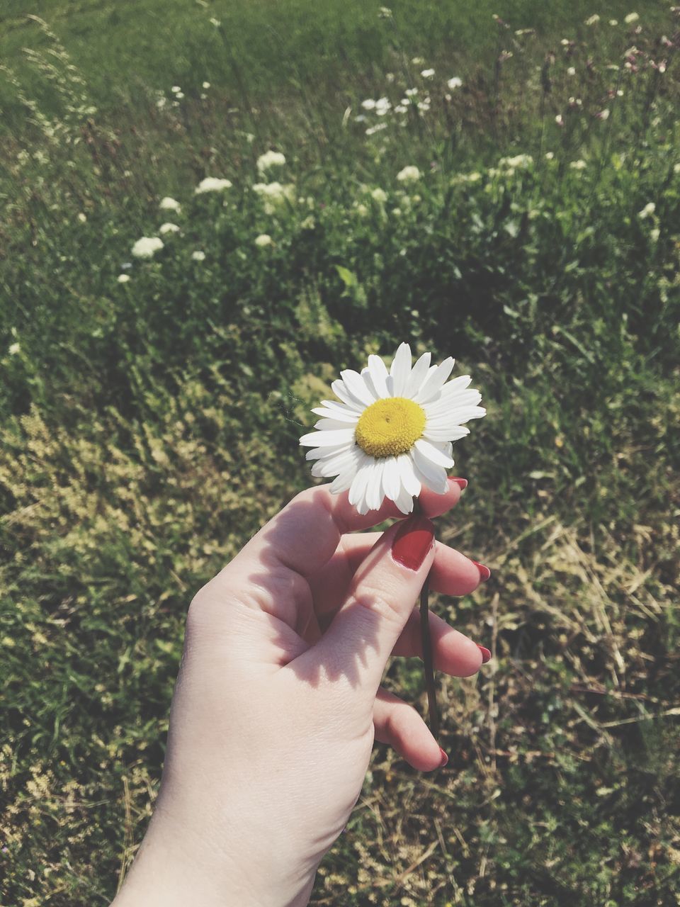 human hand, flower, holding, human body part, one person, real people, petal, nature, field, flower head, freshness, fragility, growth, outdoors, beauty in nature, day, plant, blooming, close-up, grass, people