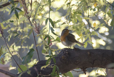 Low angle view of bird perching on tree