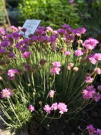 Close-up of pink flowering plants in garden