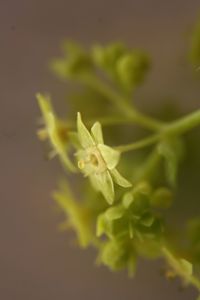 Close-up of plant