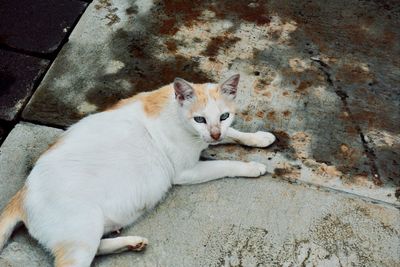 High angle view of cat lying on concrete floor