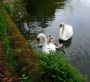 Swans swimming in lake