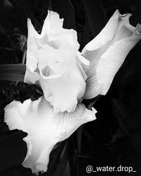 Close-up of white flowers