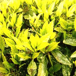 Full frame shot of green leaves