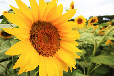 Yellow sunflower blossom with green stem petals and variegated seeds