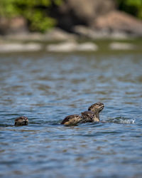 Ducks swimming in lake