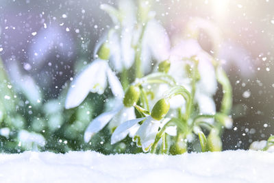 Close-up of water splashing on snow