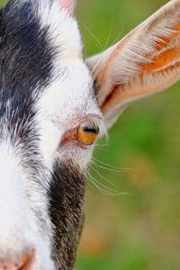 Close-up of a rabbit