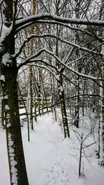 Snow covered bare trees in forest