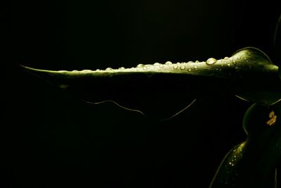 Close-up of plant over black background