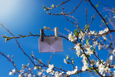 Low angle view of white flowering tree against blue sky
