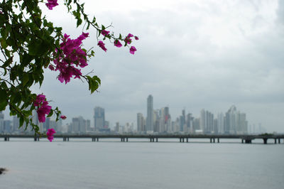 Scenic view of pink and trees against sky