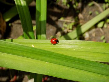 Close-up of ladybug on leaf