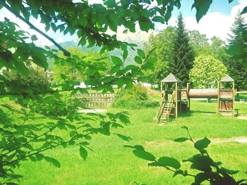 Plants growing on tree