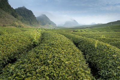 Scenic view of agricultural field against sky