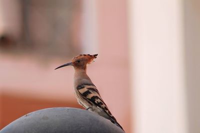 Close-up of hoopoe