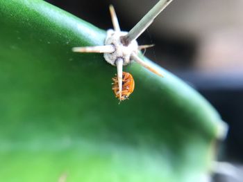 Close-up of insect
