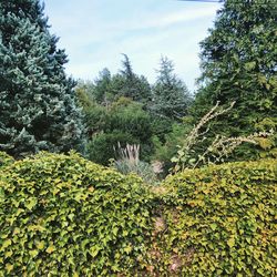 Scenic view of flowering plants in forest against sky