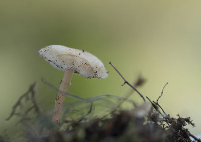 Close-up of mushroom growing on land