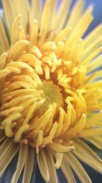Close-up of yellow dahlia blooming outdoors