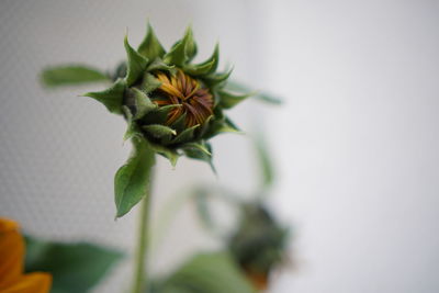 Close-up of flowering plant