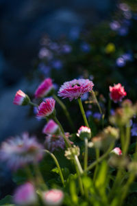 Close-up of pink flower