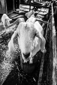 Close-up of sheep