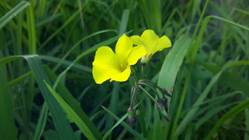 Close-up of yellow flowers