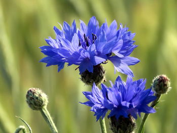 Close-up of honey bee on purple flowering plant