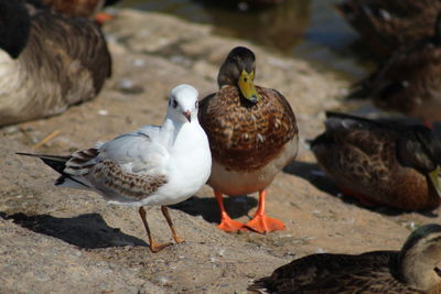 Birds perching on a land