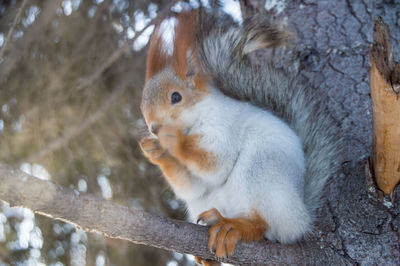 Close-up of squirrel on tree trunk