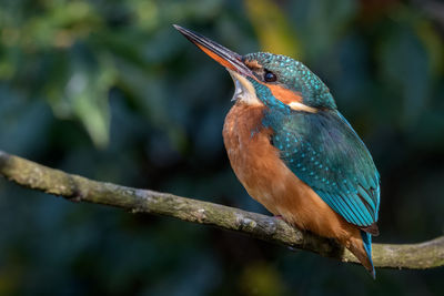 Close-up of bird perching on branch