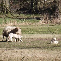 Dog on grassy field