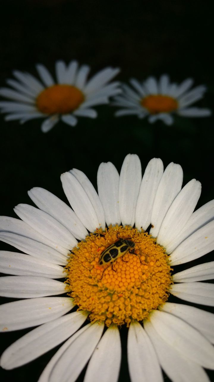 flower, petal, insect, animal themes, fragility, freshness, flower head, one animal, wildlife, animals in the wild, pollen, daisy, yellow, beauty in nature, pollination, nature, close-up, growth, blooming, white color