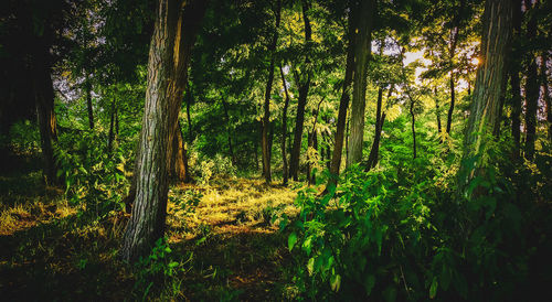 Scenic view of forest
