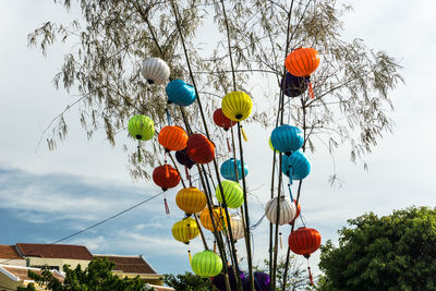 Low angle view of chinese lantern hanging on tree against sky