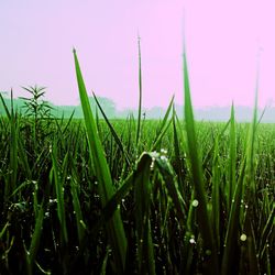Close-up of crops growing on field against sky
