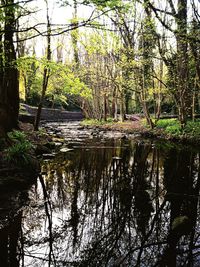 Lake in forest