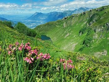 Scenic view of flowering plants and mountains against sky