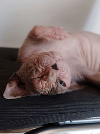 Close-up of cat relaxing on a chair