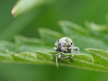 Close-up of spider on leaf