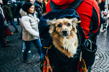 Close-up portrait of dog being carried in backpack on street