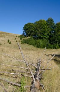 Trees on field against clear blue sky