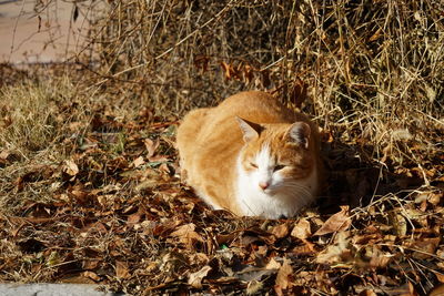 Portrait of ginger cat sitting outdoors