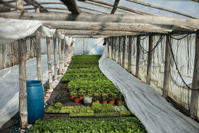 Plants growing in greenhouse