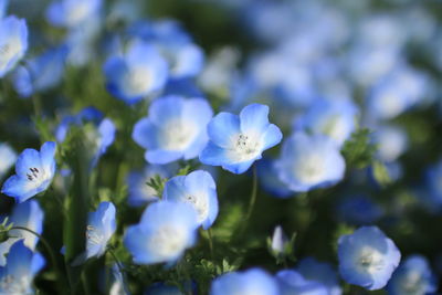 Close-up of blue flowers blooming outdoors