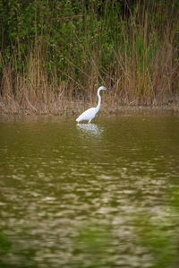 Bird in a lake